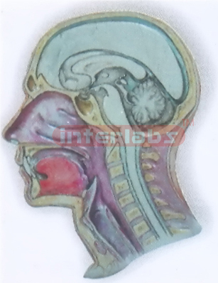 HEAD & NECK ANATOMICAL MODEL